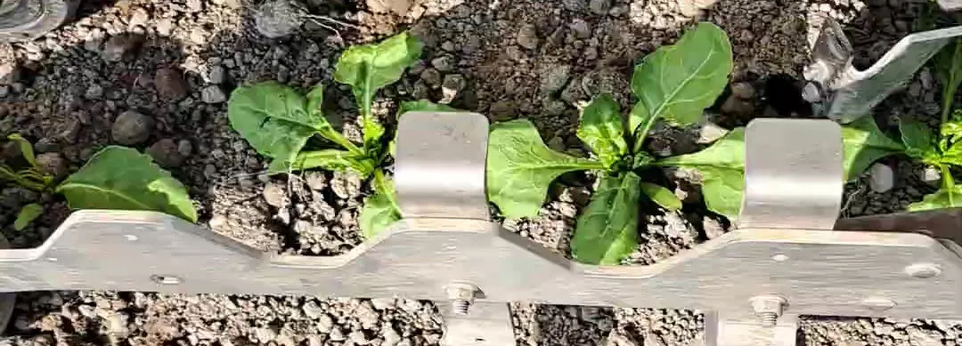 Mechanical weeding between rows of young crops